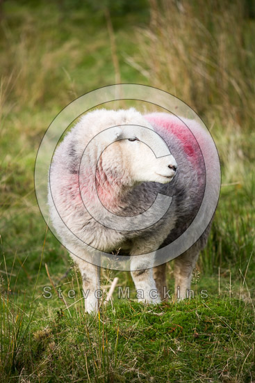 Starling Dodd Farm Lakeland Sheep