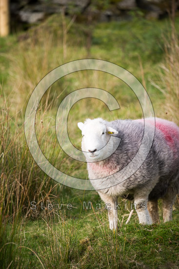 Long Marton Field Herdwick Sheep