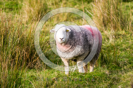 Mosedale Lakeland Sheep