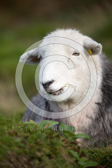 Sour Howes Farm Lake district Sheep