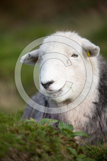 Ponsonby Herdwick Sheep