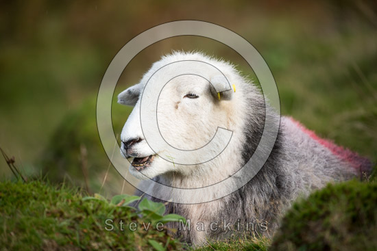 Anthorn Farm Herdwick Sheep