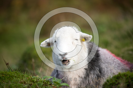 Swarthmoor Farm Lake district Sheep