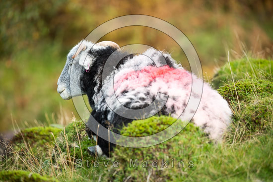 Piel Island Field Herdwick Sheep