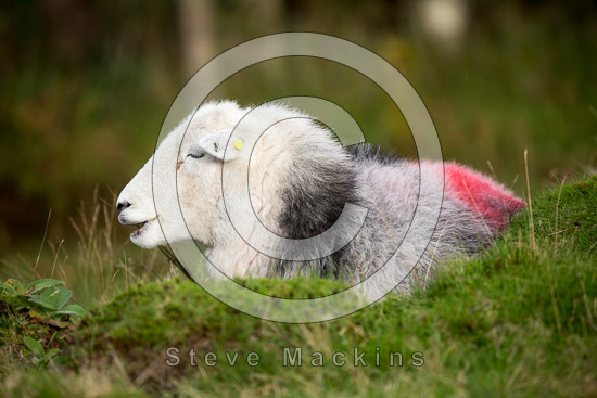 Tebay Lake district Sheep