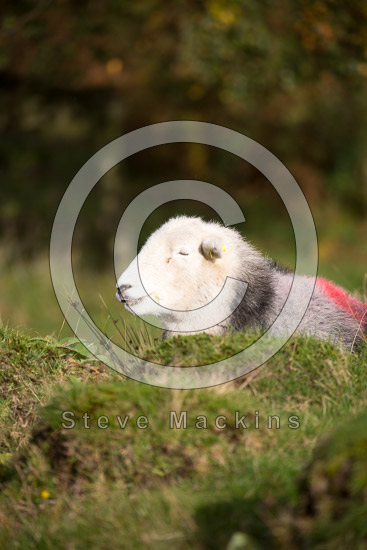 Dockray Valley Lakeland Sheep