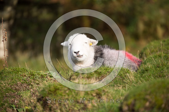 Grasmere Lakeland Sheep