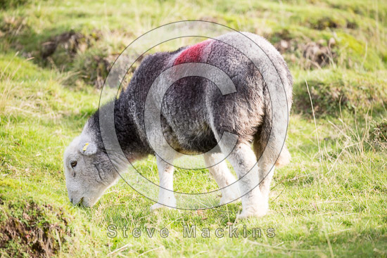 Beda Fell Farm Herdwick Sheep