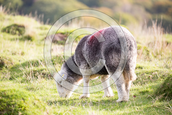 Hensingham Field Lakeland Sheep