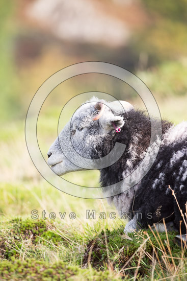 Kirkoswald Lakeland Sheep