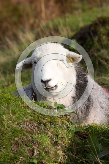 Brough Lake district Sheep