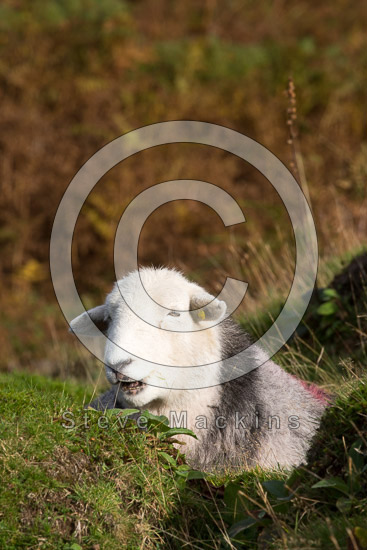 Bridekirk Field Herdwick Sheep