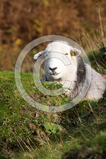 Wreay (Carlisle) Herdwick Sheep