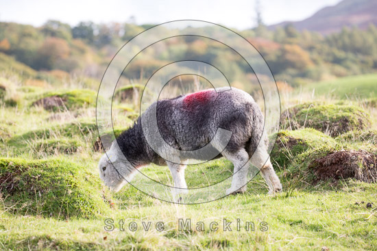 Blencarn Farm Herdwick Sheep