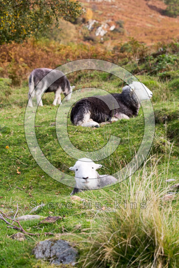 Blindcrake Valley Lakeland Sheep