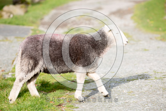 Cartmel Fell Valley Herdwick Sheep