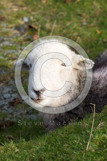 Pike of Stickle Valley Herdwick Sheep