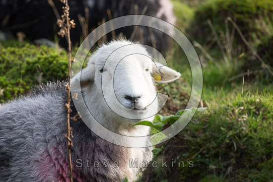 Hartsop Dodd Valley Lakeland Sheep