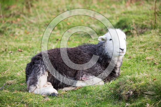 Hayton (Brampton) Valley Herdwick Sheep