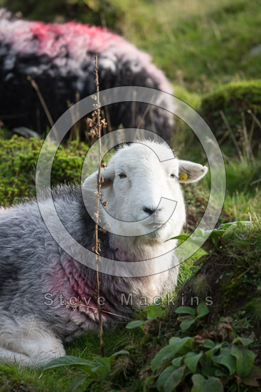 Bigrigg Field Lakeland Sheep