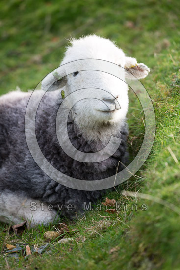 Camerton Farm Lakeland Sheep