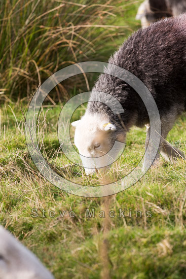 Brockleymoor Valley Herdwick Sheep