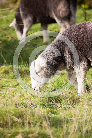 Sheffield Pike Valley Herdwick Sheep