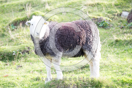 Pike of Stickle Field Herdwick Sheep