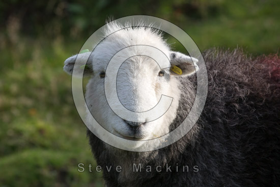 Great Asby Valley Lakeland Sheep
