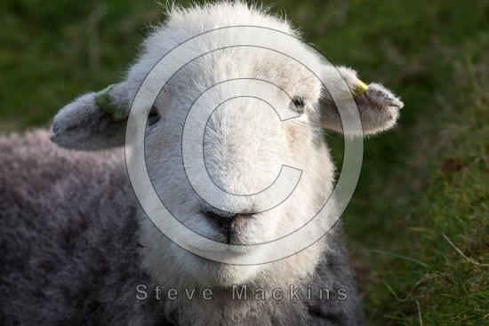 Bridekirk Farm Herdwick Sheep