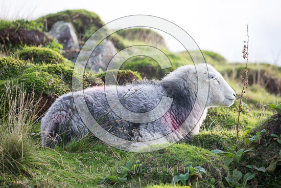Great Corby Valley Lakeland Sheep