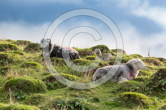 Satterthwaite Lakeland Sheep