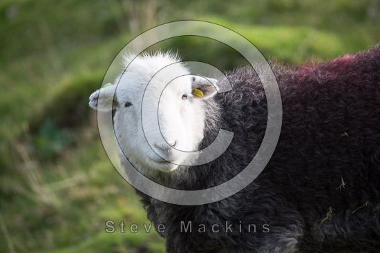 Rydal Herdwick Sheep