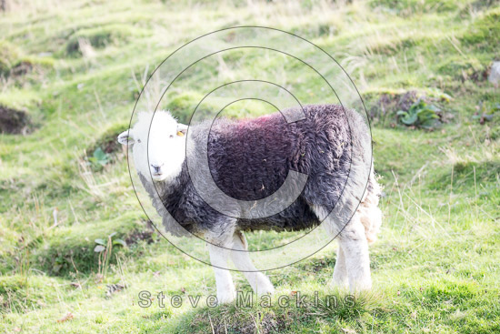 Kirkland (Penrith) Field Herdwick Sheep