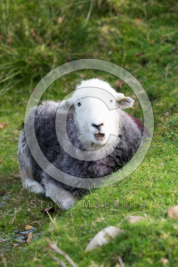 Lank Rigg Lakeland Sheep