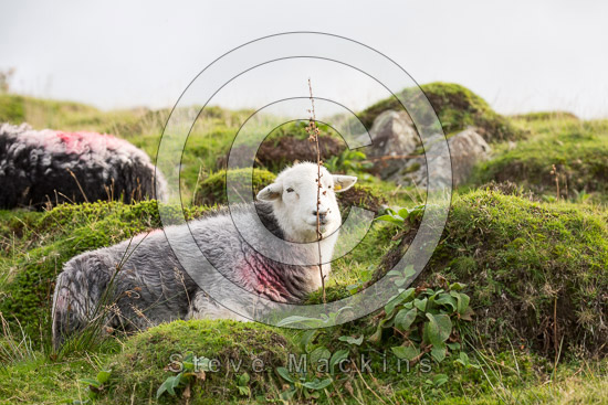 Leasgill Field Herdwick Sheep