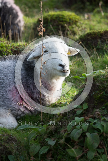 Troutbeck (Penrith) Farm Herdwick Sheep