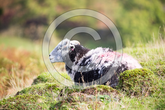 Cleator Moor Valley Lakeland Sheep