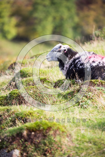 Camerton Valley Herdwick Sheep