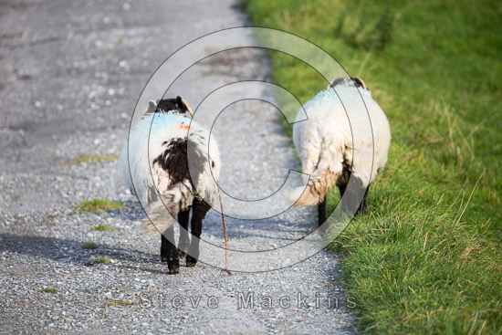 Yewbarrow Field Lakeland Sheep