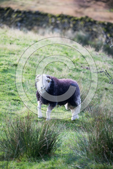 Crinkle Crags Field Herdwick Sheep