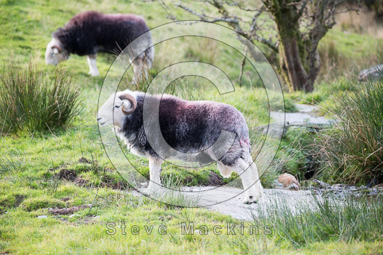 Hayton (Aspatria) Field Lake district Sheep