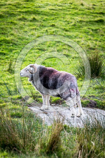 Wether Hill Valley Lake district Sheep