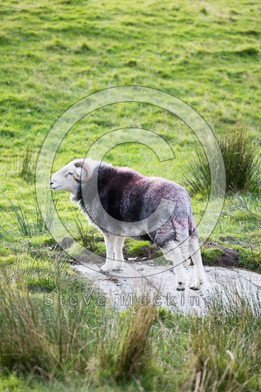 Crinkle Crags Valley Lakeland Sheep