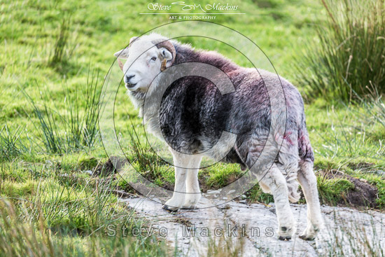 Watendlath Field Herdwick Sheep