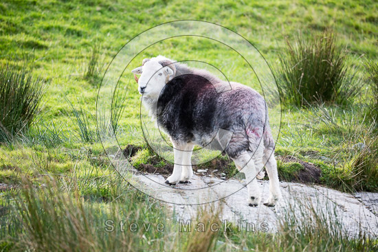 Low Wood Farm Lakeland Sheep