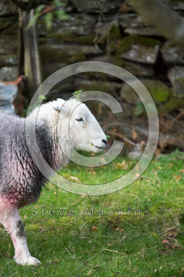 Asby (Workington) Lake district Sheep