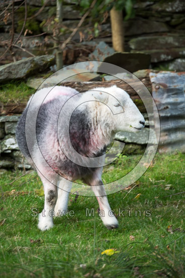 Scafell Pike Farm Herdwick Sheep
