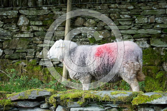 Piel Island Valley Herdwick Sheep