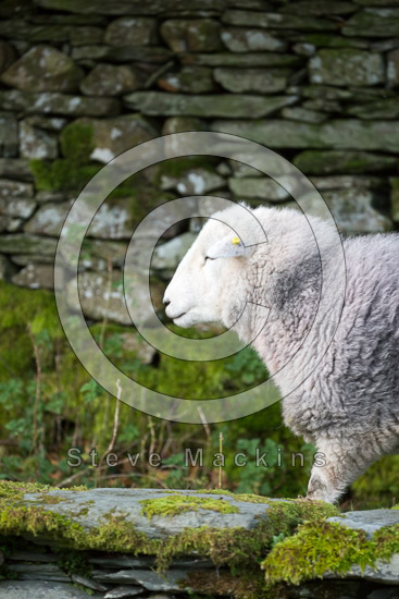 Newton Arlosh Farm Lake district Sheep